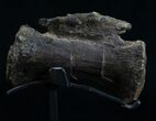 Diplodocus Caudal Vertebra With Stand #10265-1